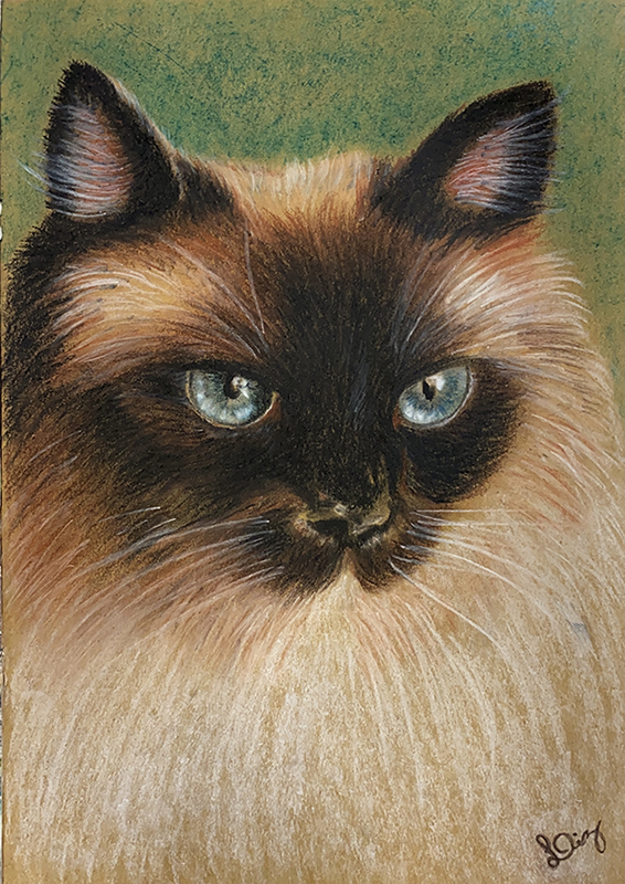 Siames - Giz pastel seco sobre papel - 2021